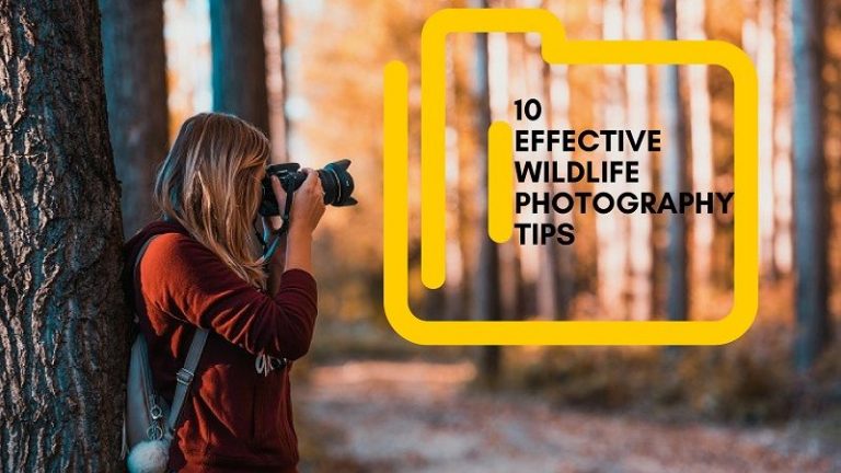 10 Essential Wildlife Photography Tips