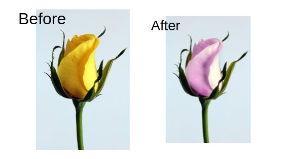 Flower Photo Editing Techniques