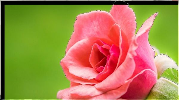 Tips of Editing Flower Photo