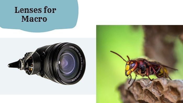 Macro Photography Tips and Tricks