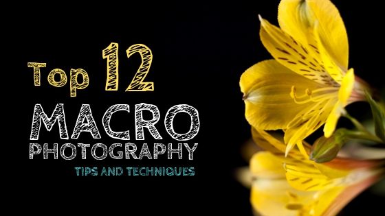 Macro Photography Tips and Techniques |Top 12 Macro Photography Tips