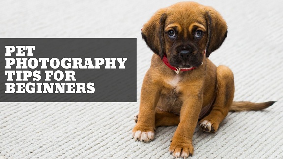Top 10 Pet Photography Tips