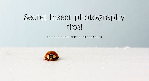 Insects Photography Tips