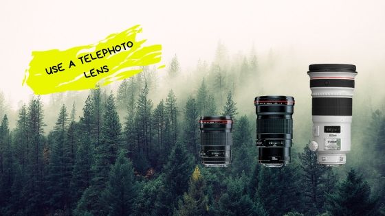 Telephoto lens for forest photography