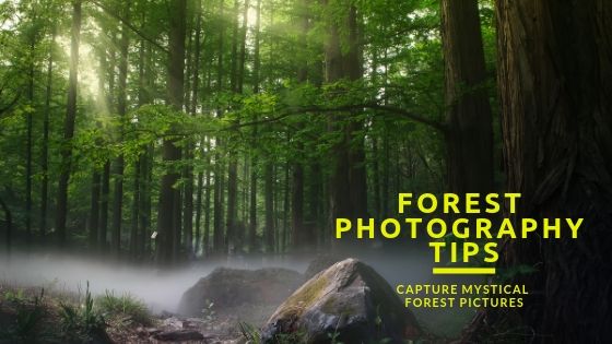 Forest photography tips and tricks