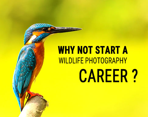Wildlife photography career